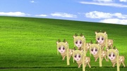 伊地知Nashカ