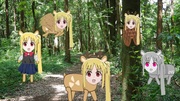 ニジカの森